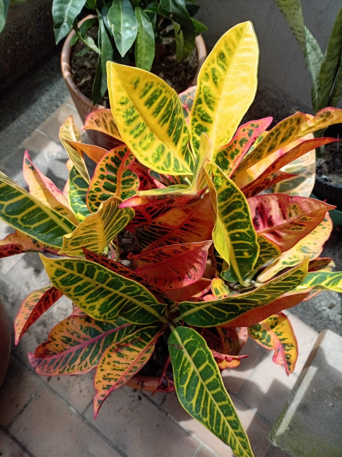 Croton (Codiaeum variegatum) registrada en el módulo Mi Jardín de LifeFlux