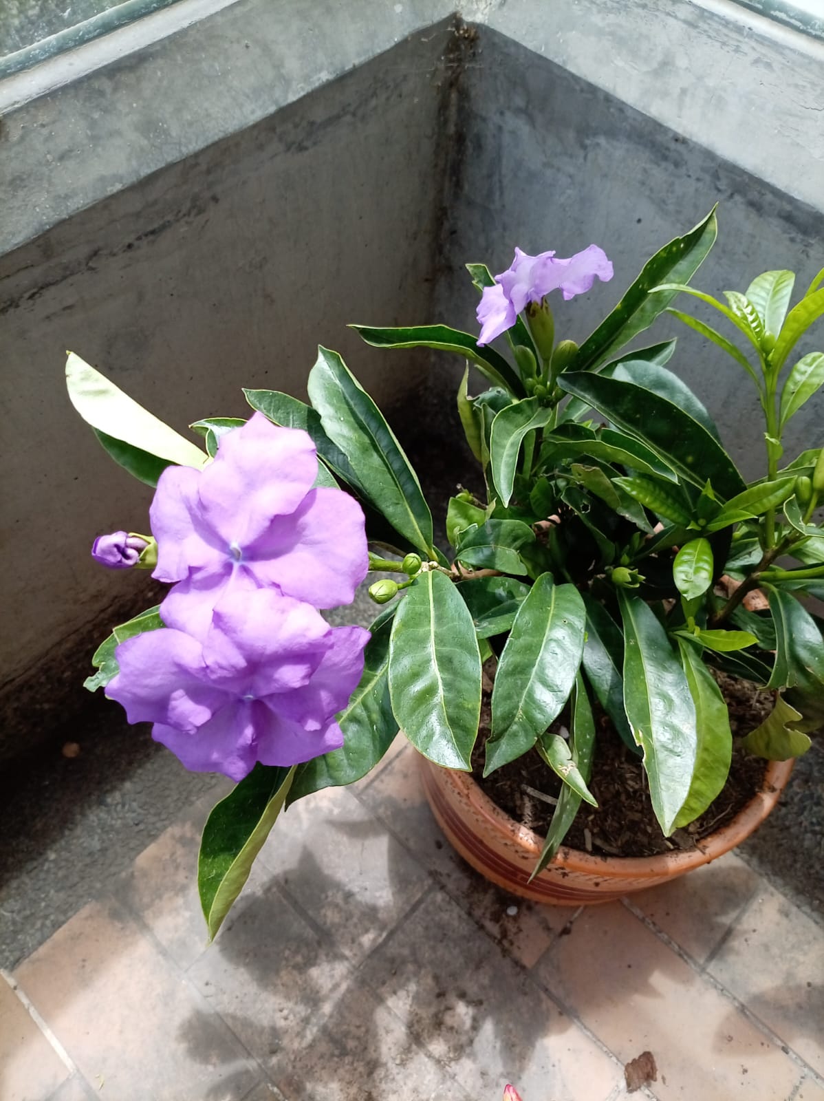 Manaca (Brunfelsia pauciflora) registrada en el módulo Mi Jardín de LifeFlux