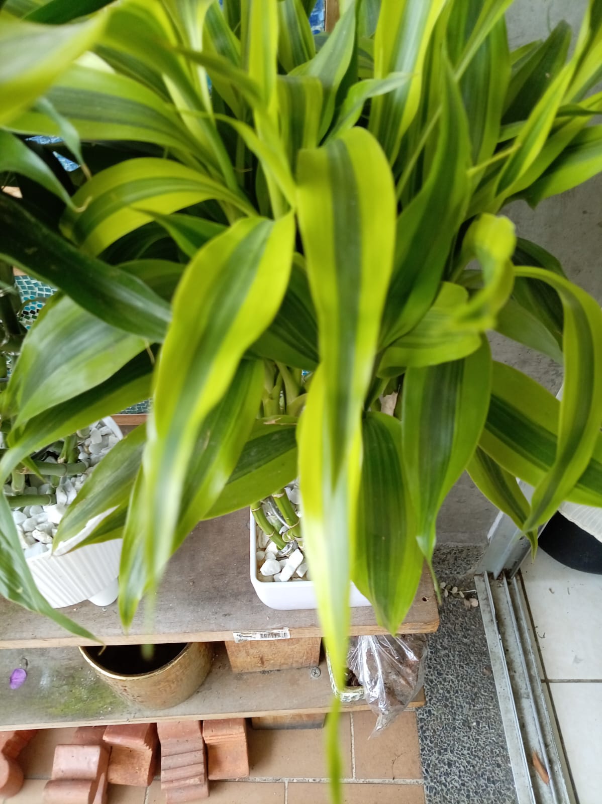 Tronco del Brasil (Dracaena 'Lemon Lime') registrada en el módulo Mi Jardín de LifeFlux