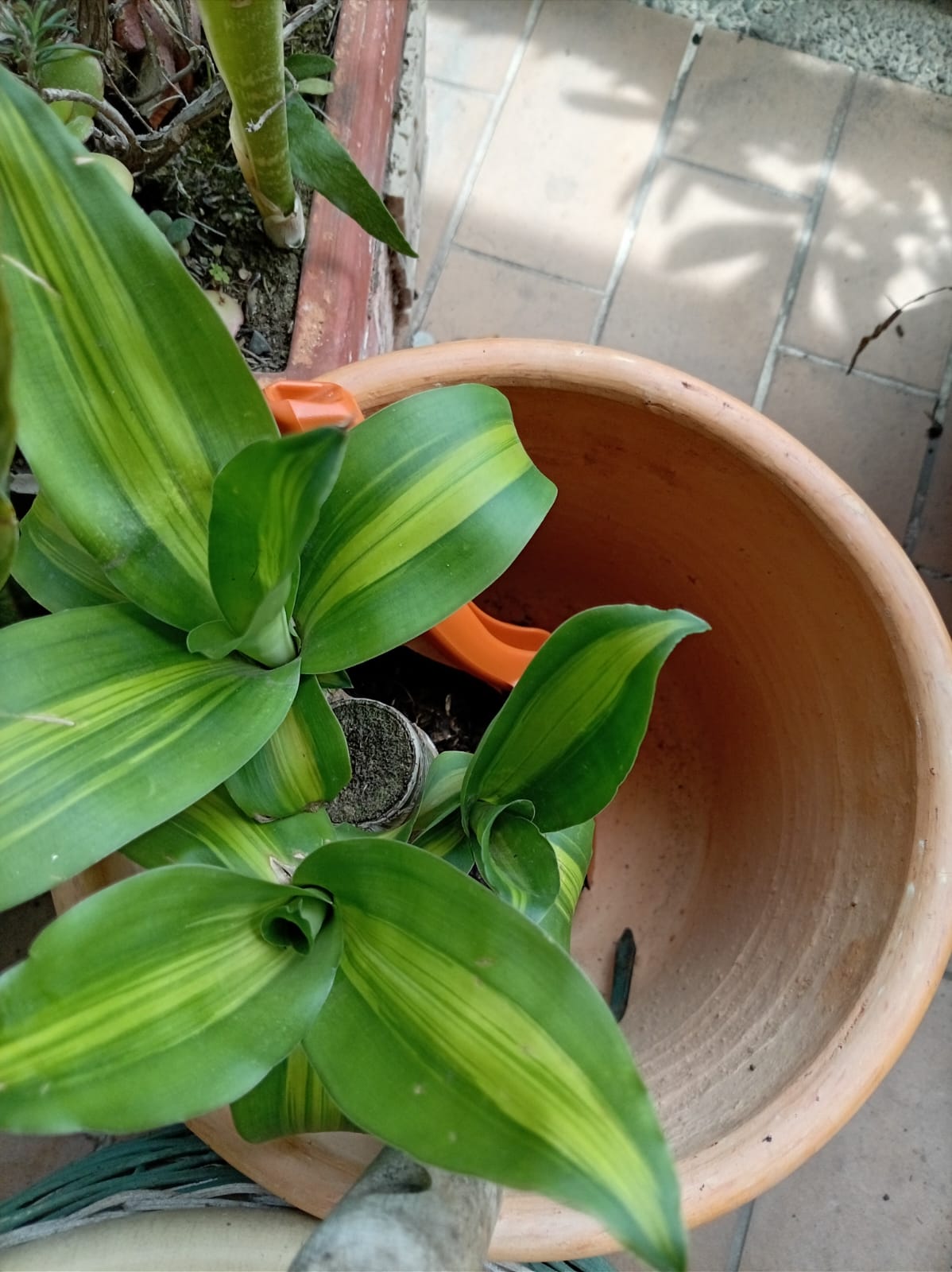 Drácena Frágil (Dracaena fragrans) registrada en el módulo Mi Jardín de LifeFlux