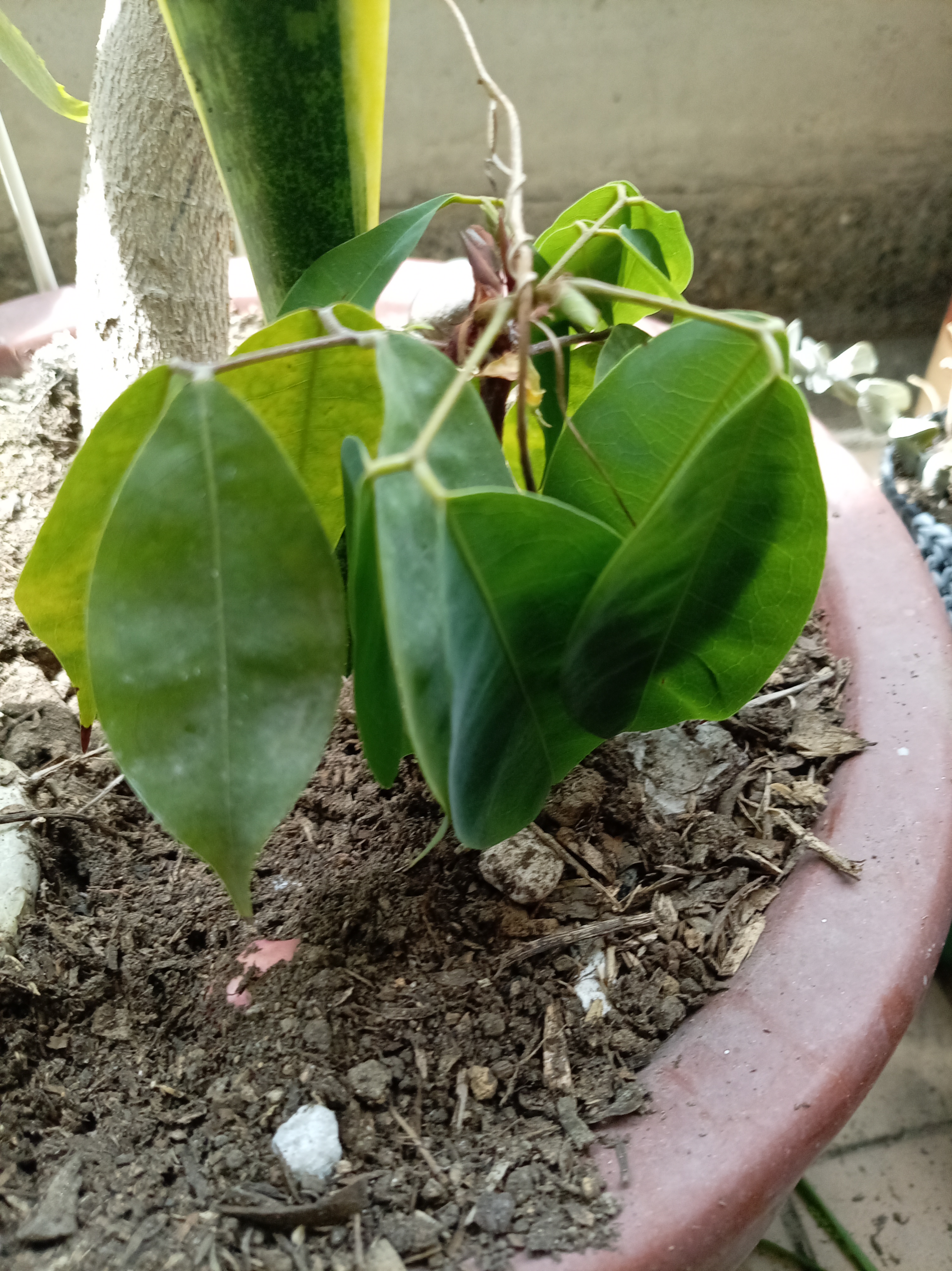 Ficus Benjamina (Ficus benjamina) registrada en el módulo Mi Jardín de LifeFlux