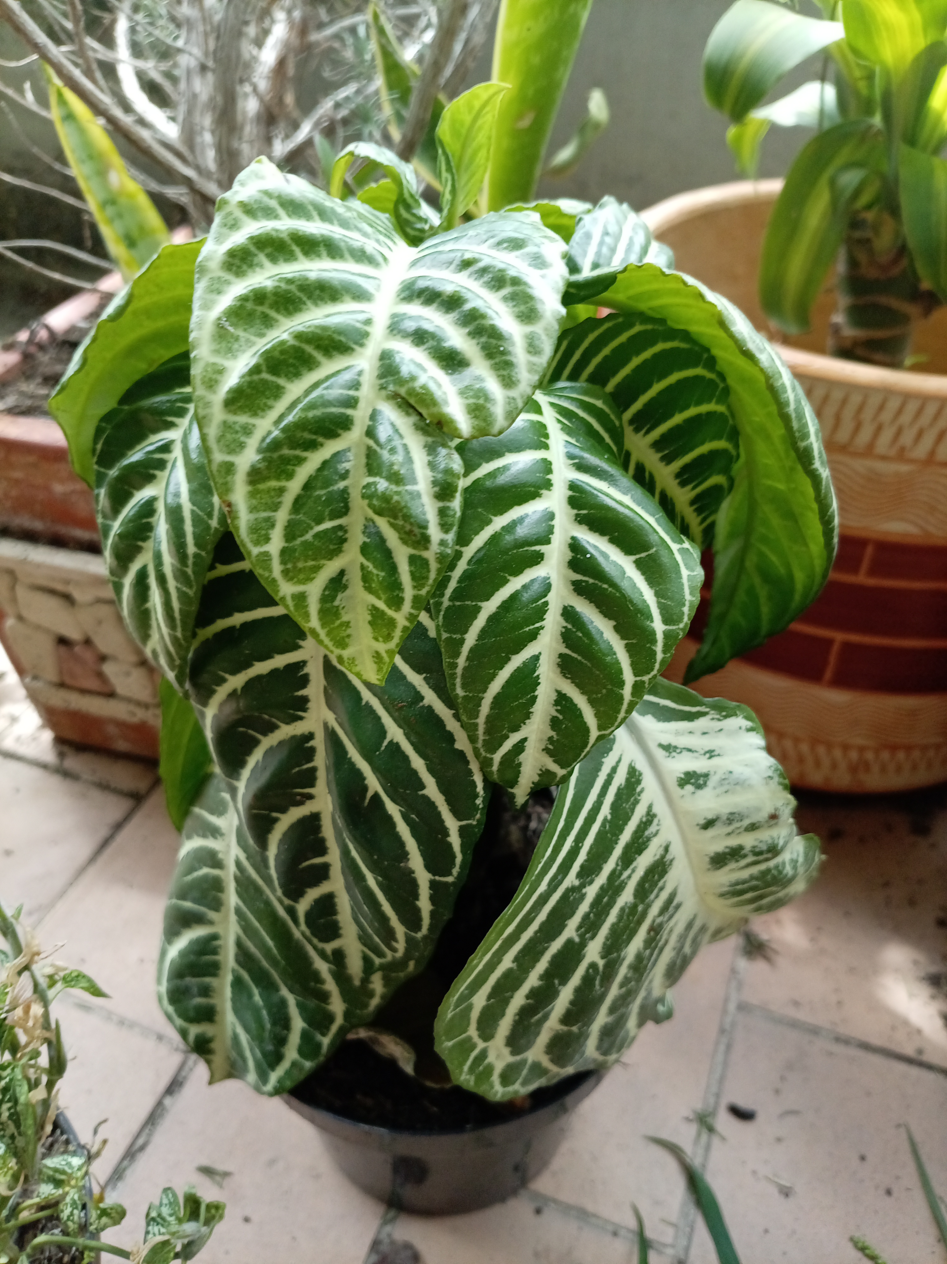 Planta Cebra (Aphelandra squarrosa) registrada en el módulo Mi Jardín de LifeFlux
