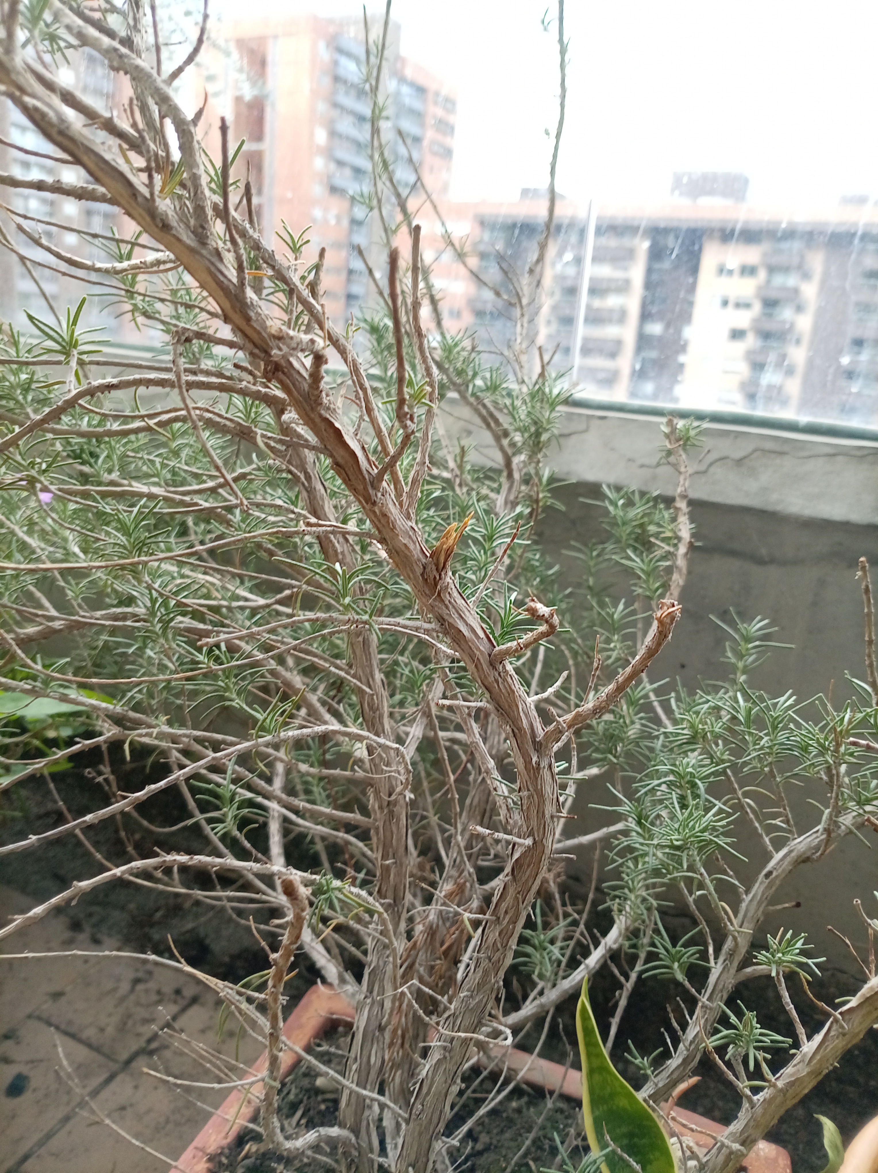 Romero (Salvia rosmarinus) registrada en el módulo Mi Jardín de LifeFlux